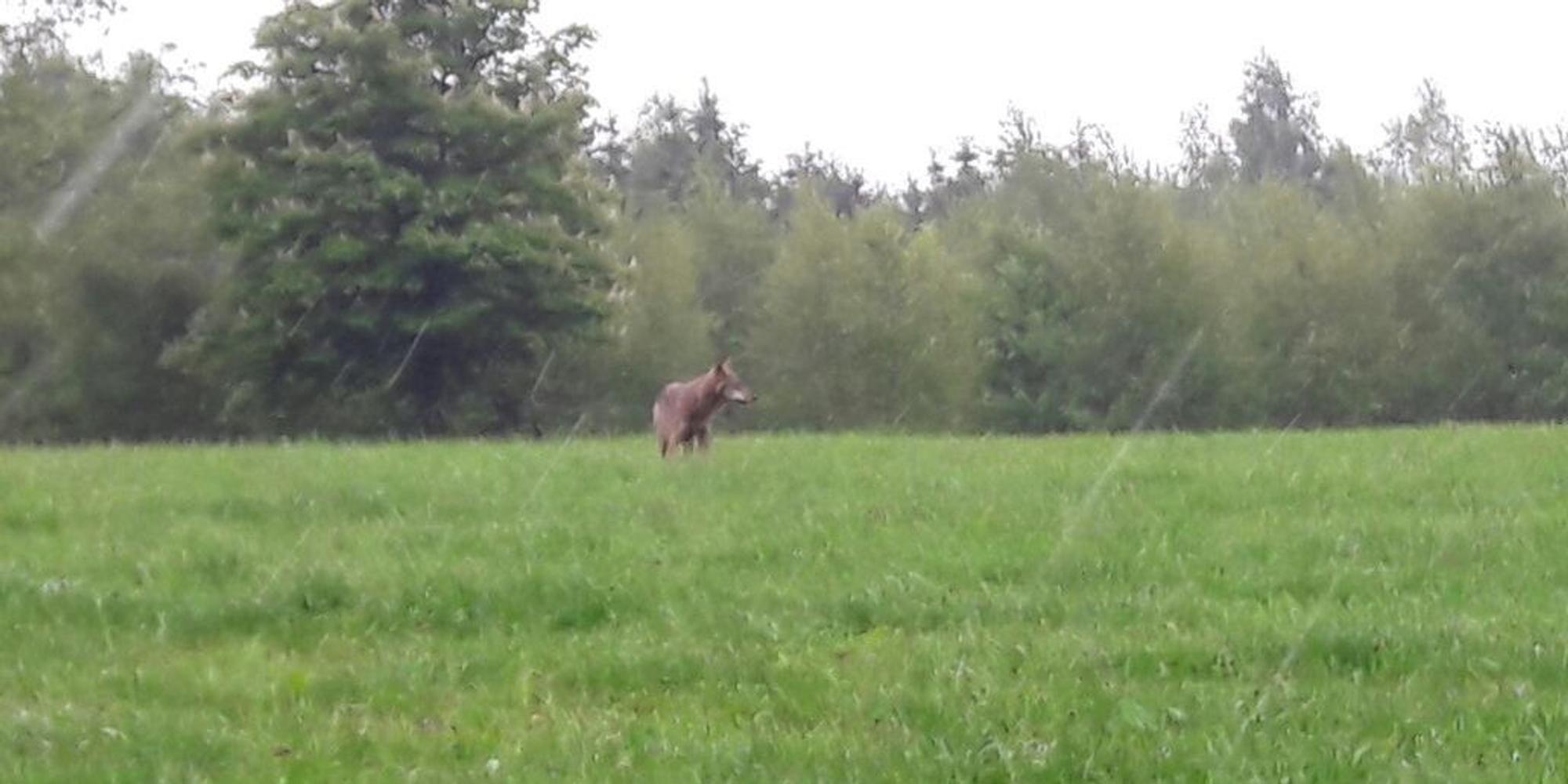 Wolf Bild ClaudiaKamp