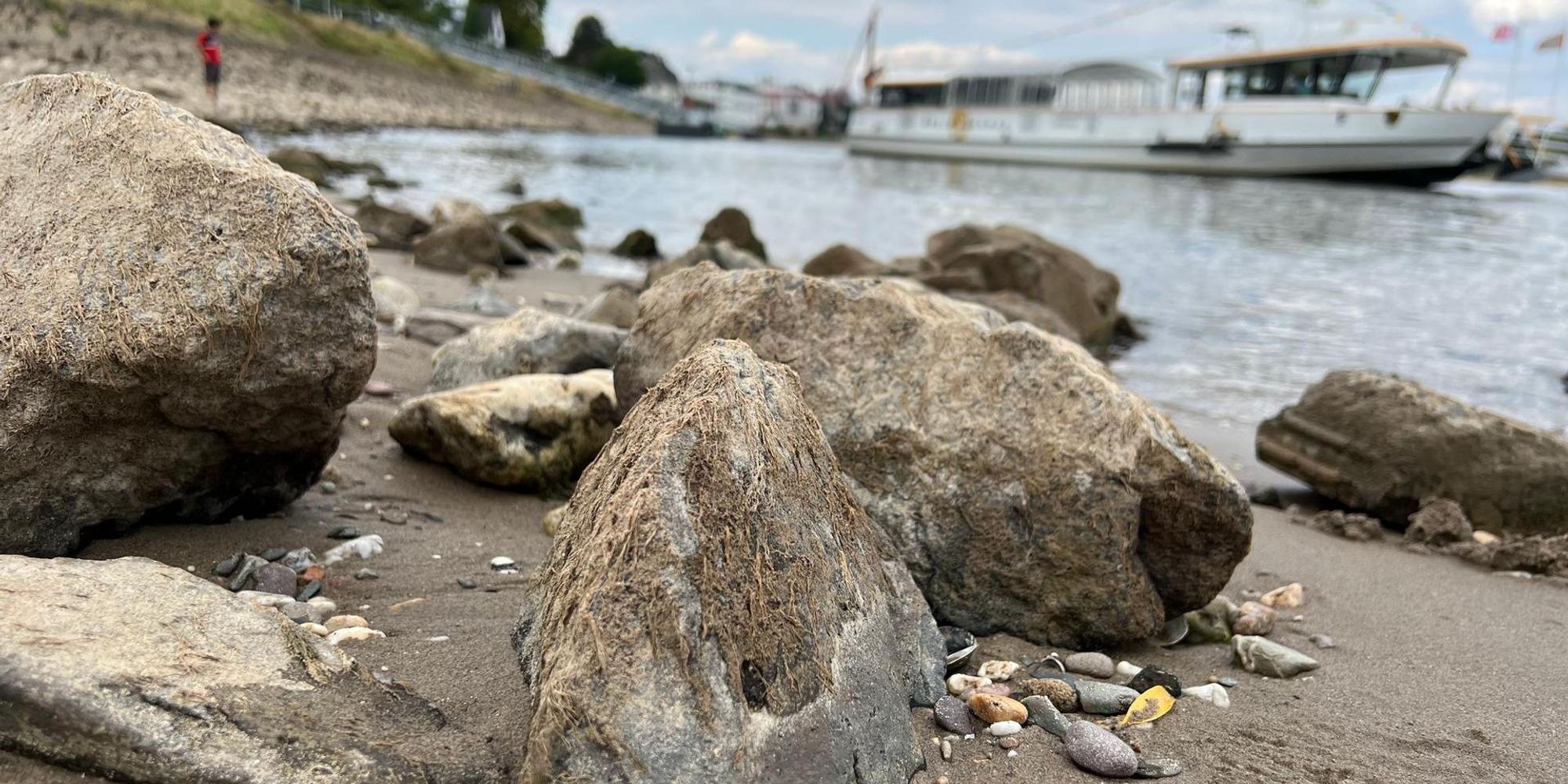 Wesseling-Muscheln-Rheinufer