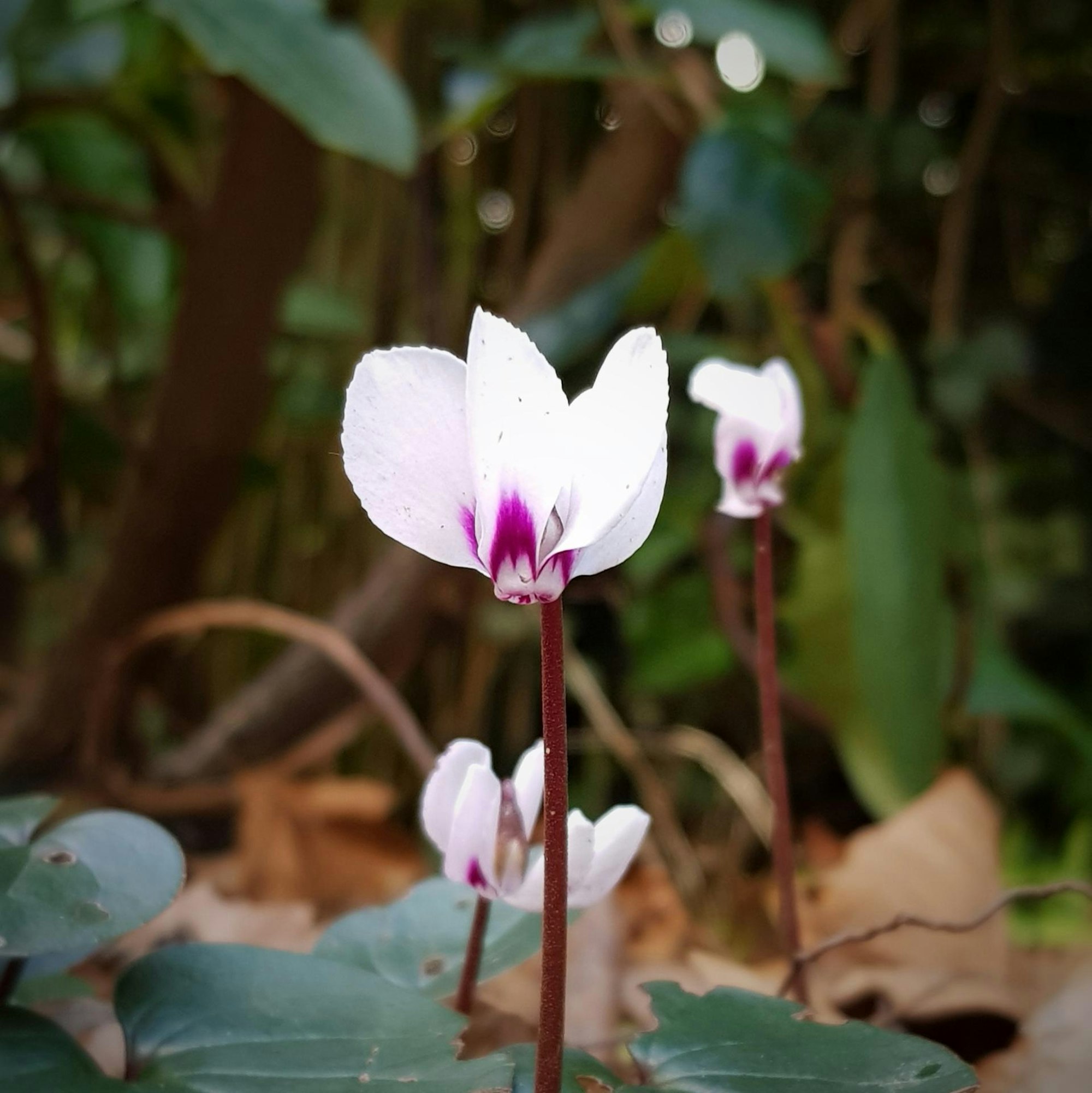 Cyclamen coum Vorfrühlings-Alpenveilchen