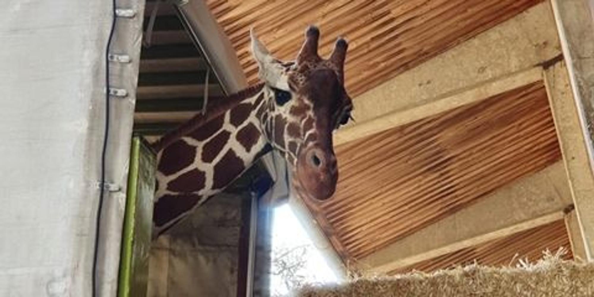 Giraffe guckt aus dem Transporter