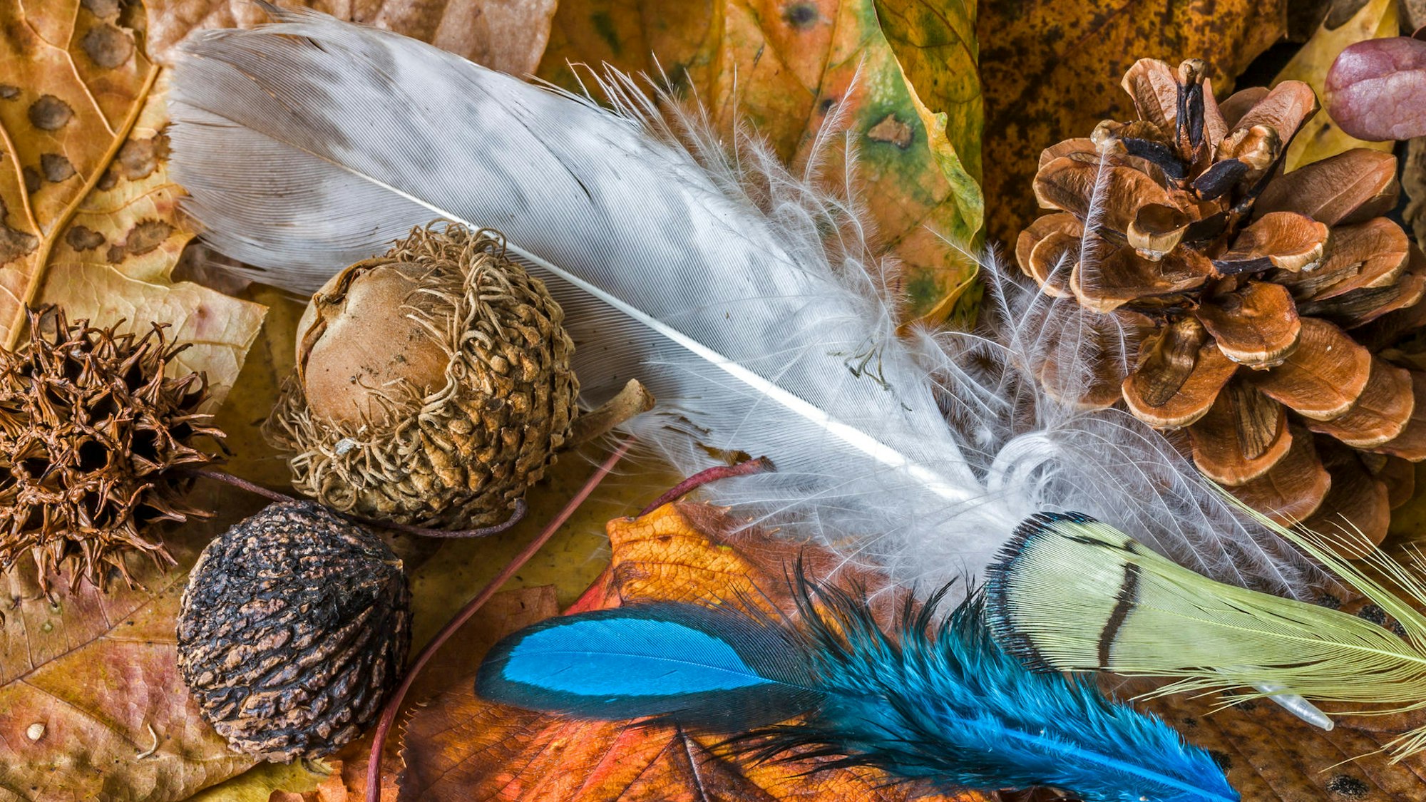Federn, Nüsse und Tannenzapfen auf einem Waldboden
