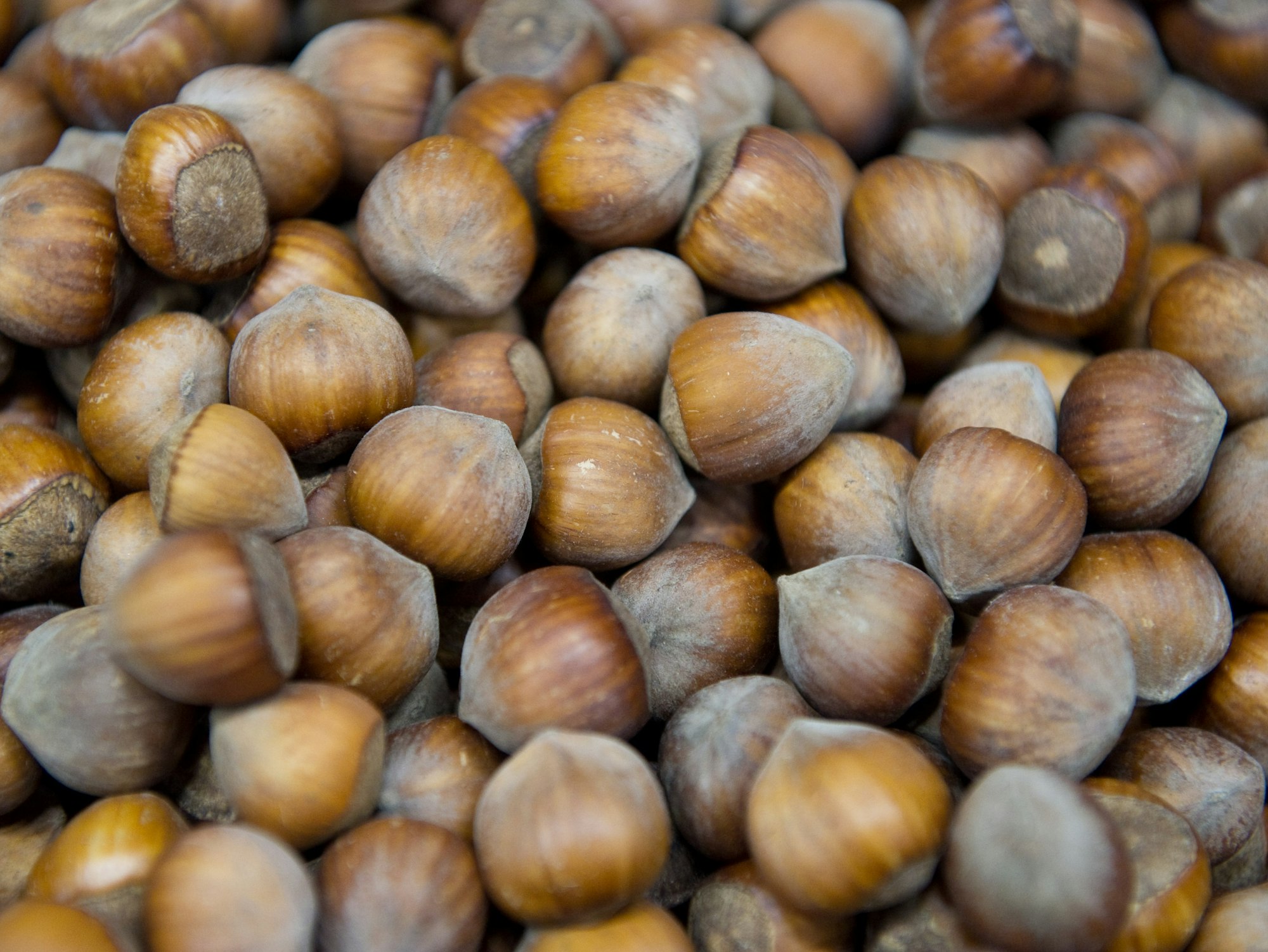 Haselnüsse
