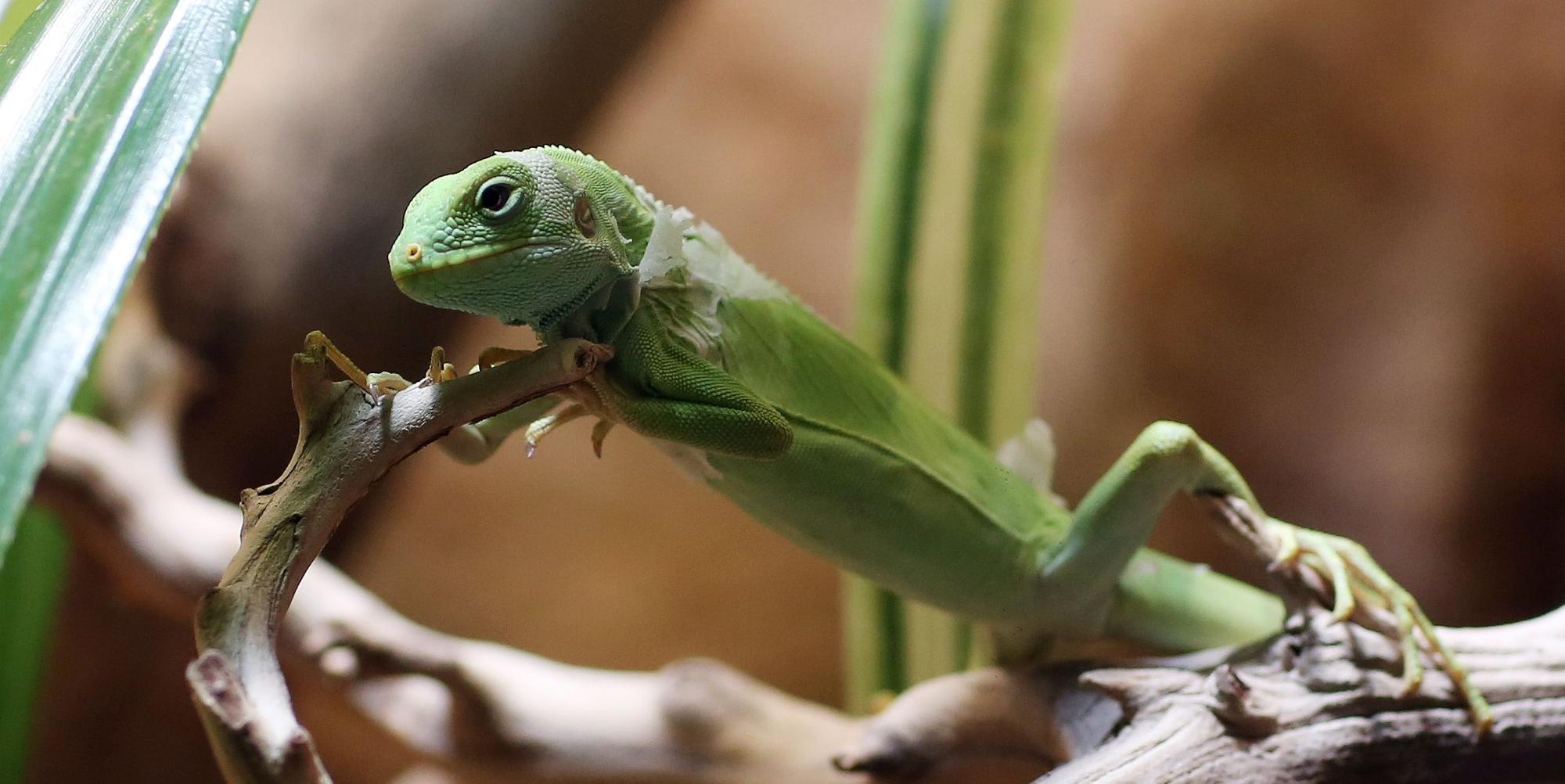 nab140313_Leguan_01k