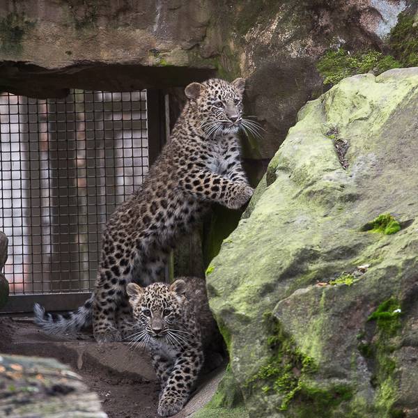 Leoparden Babys Kölner Zoo2
