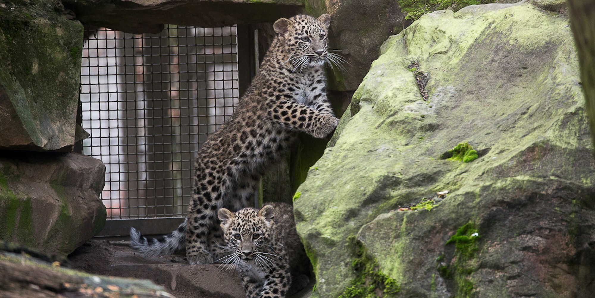 Leoparden Babys Kölner Zoo2