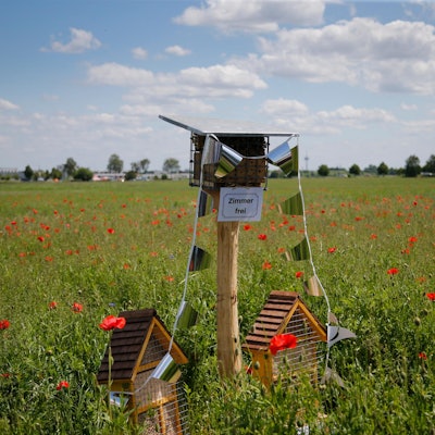 Banneyer Blütenwiese