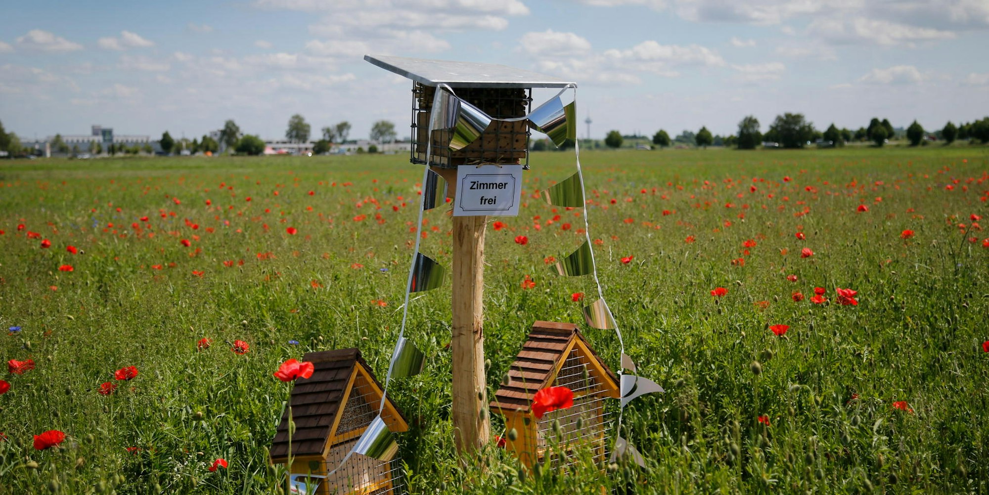 Banneyer Blütenwiese