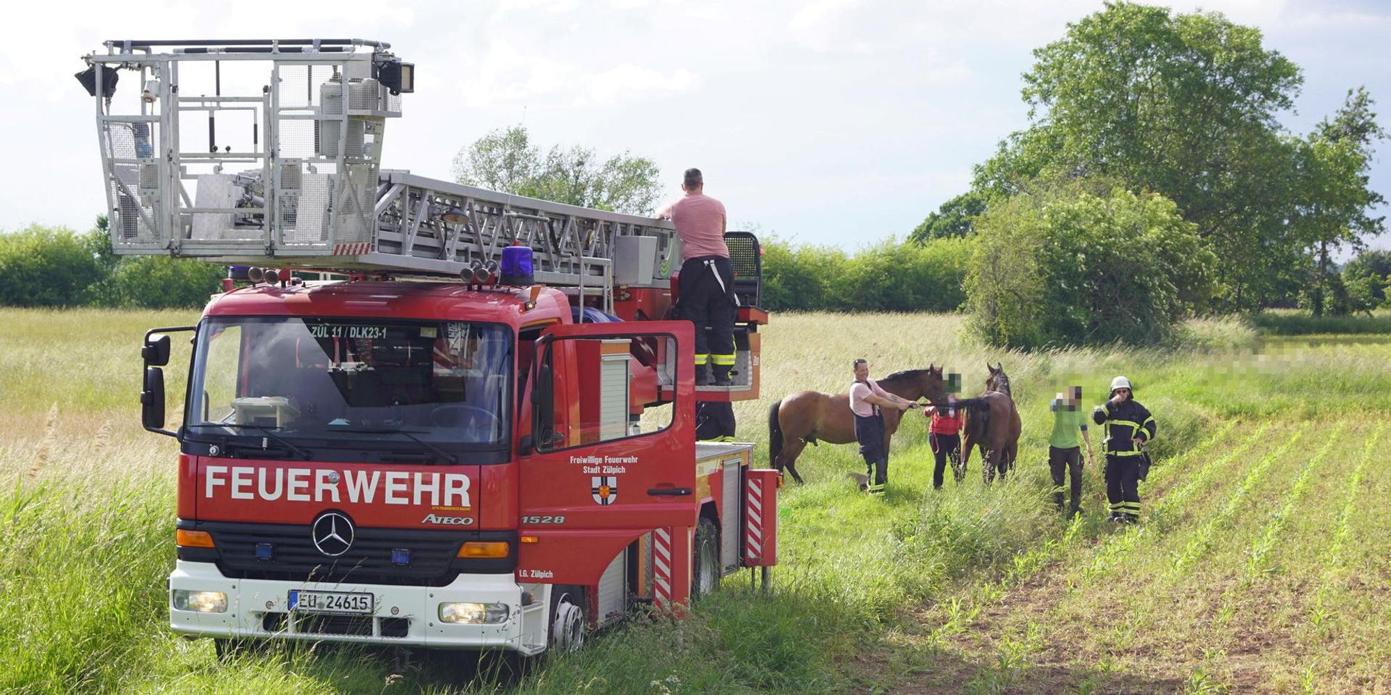 0906-zuepl-pferd-priebe030