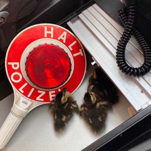 Neuer Inhalt (3)