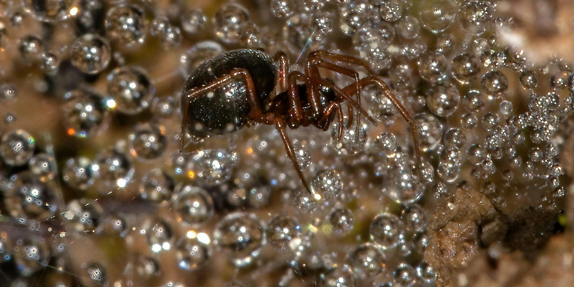 Schwarze_Glücksspinne