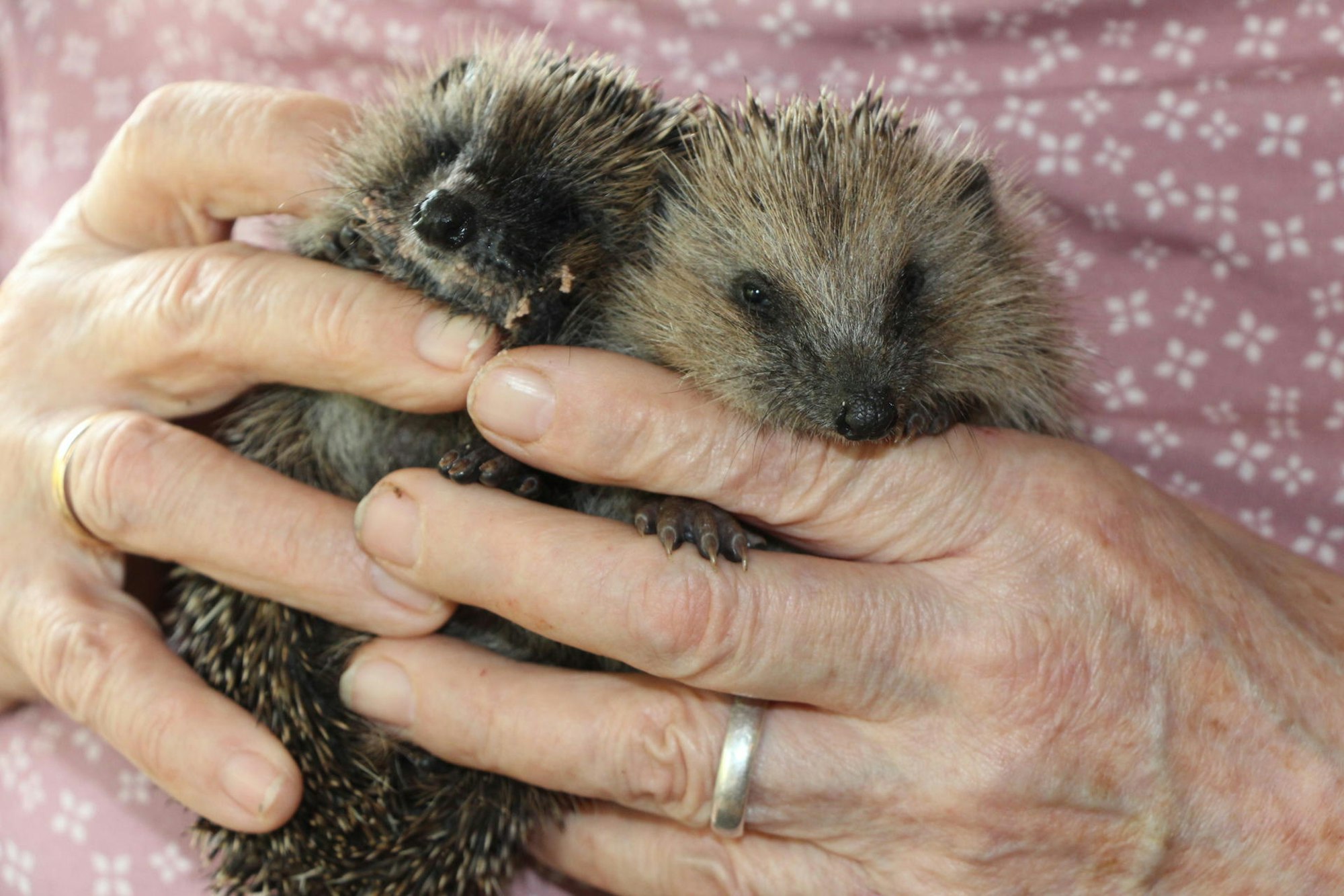 pulheim_igelstation_mkl_3_