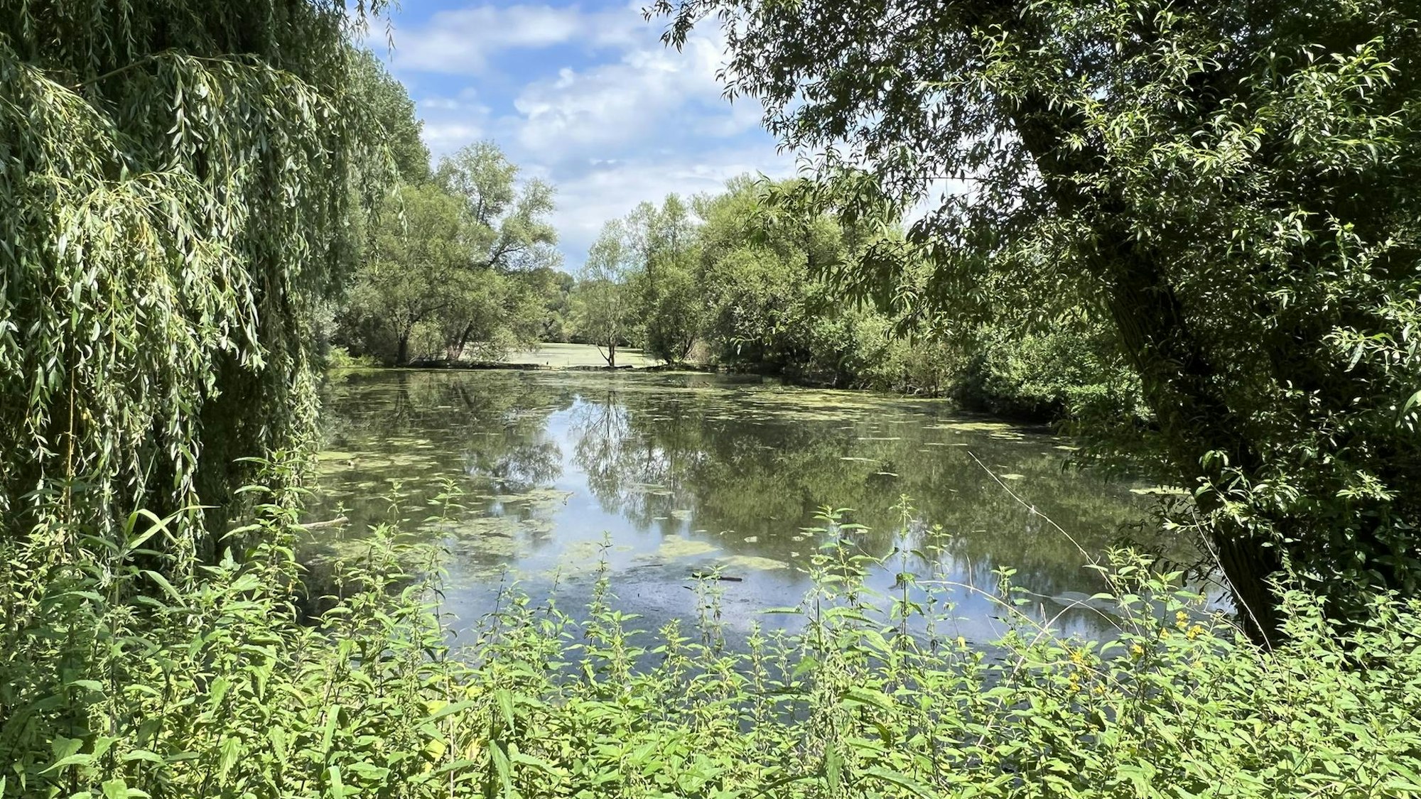 Teich mit viel Vegetation am Ufer