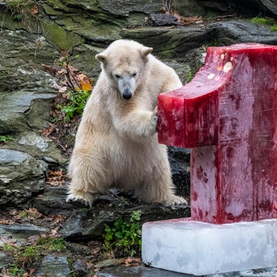 Eisbär Hertha
