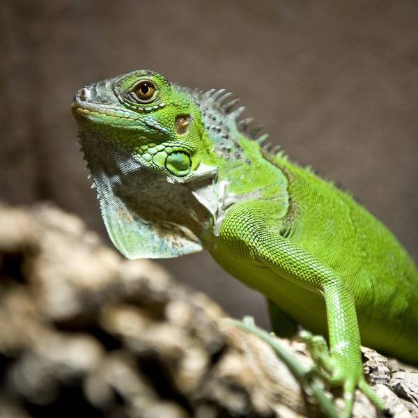 Leguan dpa