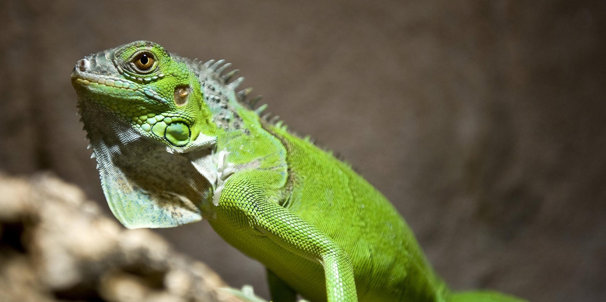 Leguan dpa