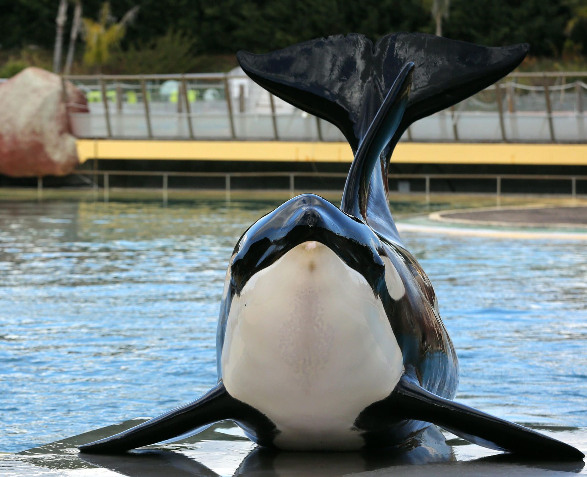 Orca