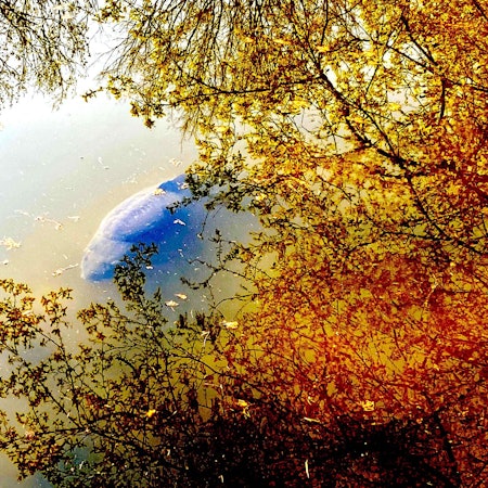 Teich Bayenthaler Wohnpark1