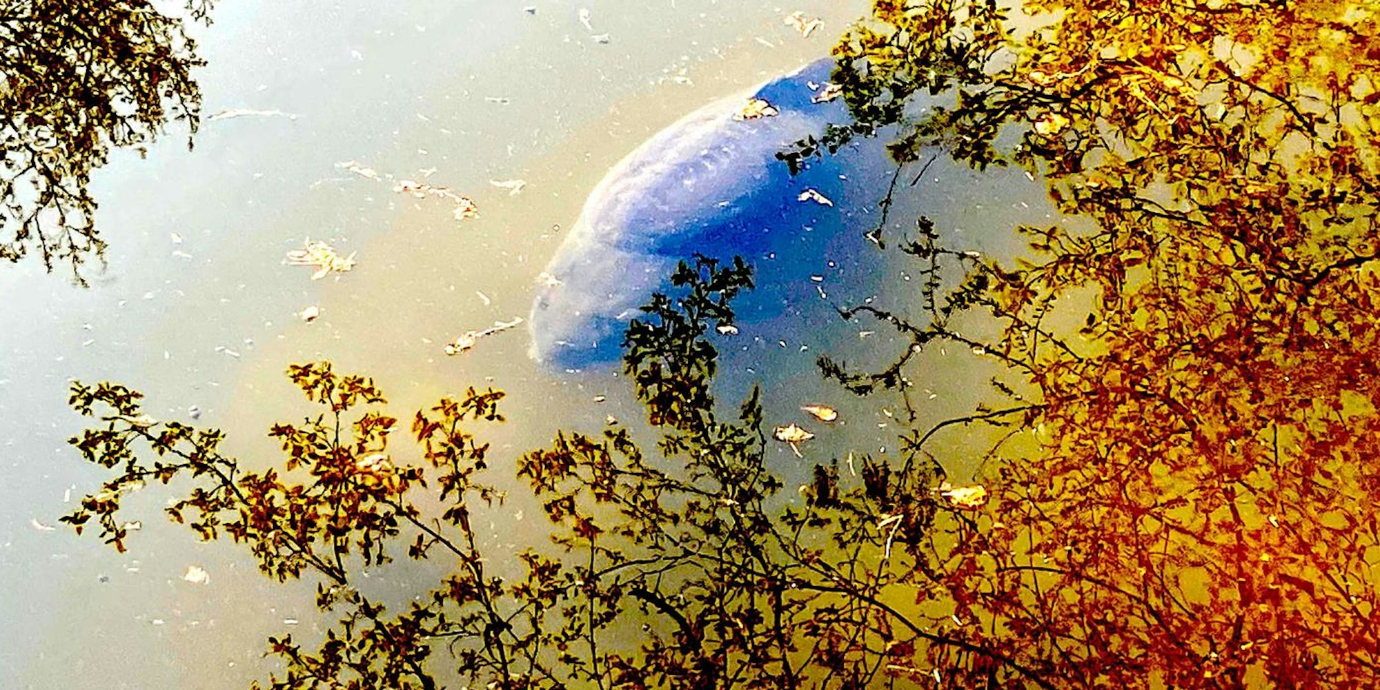 Teich Bayenthaler Wohnpark1