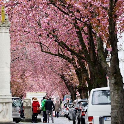 Bonn_Kirschbluete1