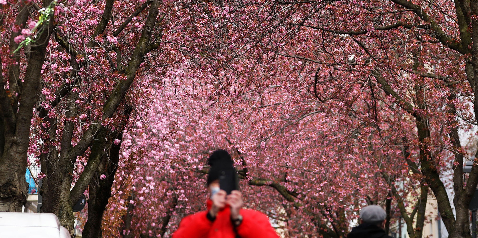 Kirschbluete_in_Bonn