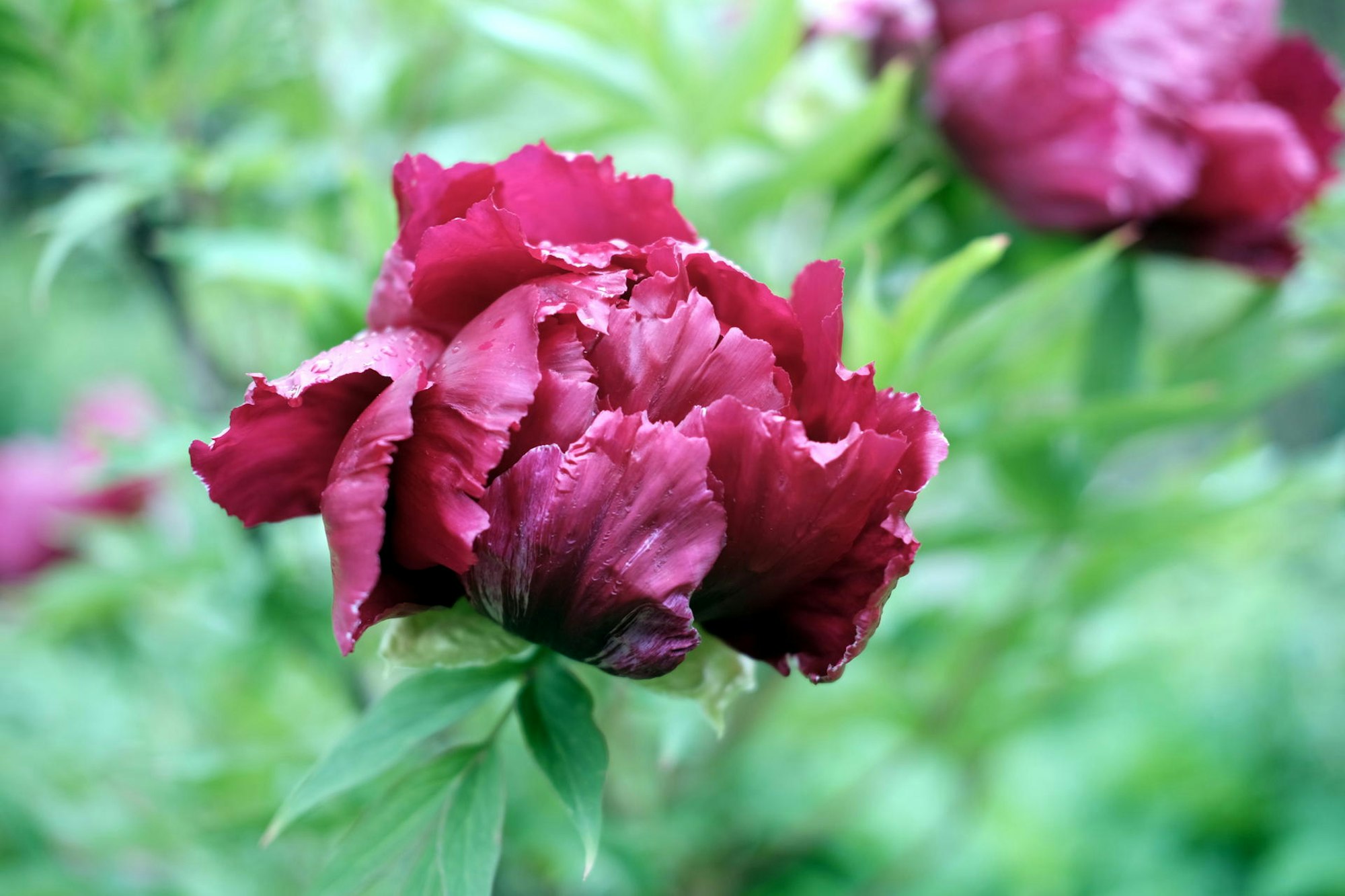 Strauch-Päonie20190506max-garten01