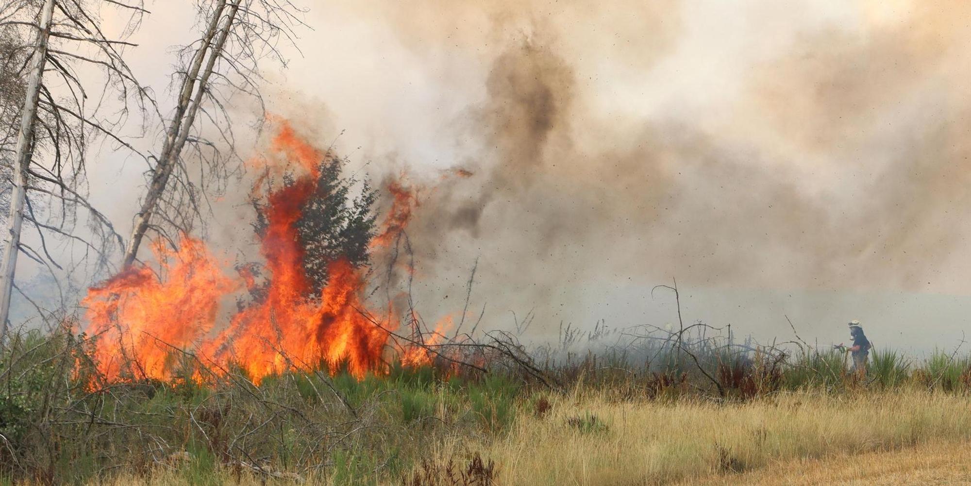 Waldbrand Ellingen