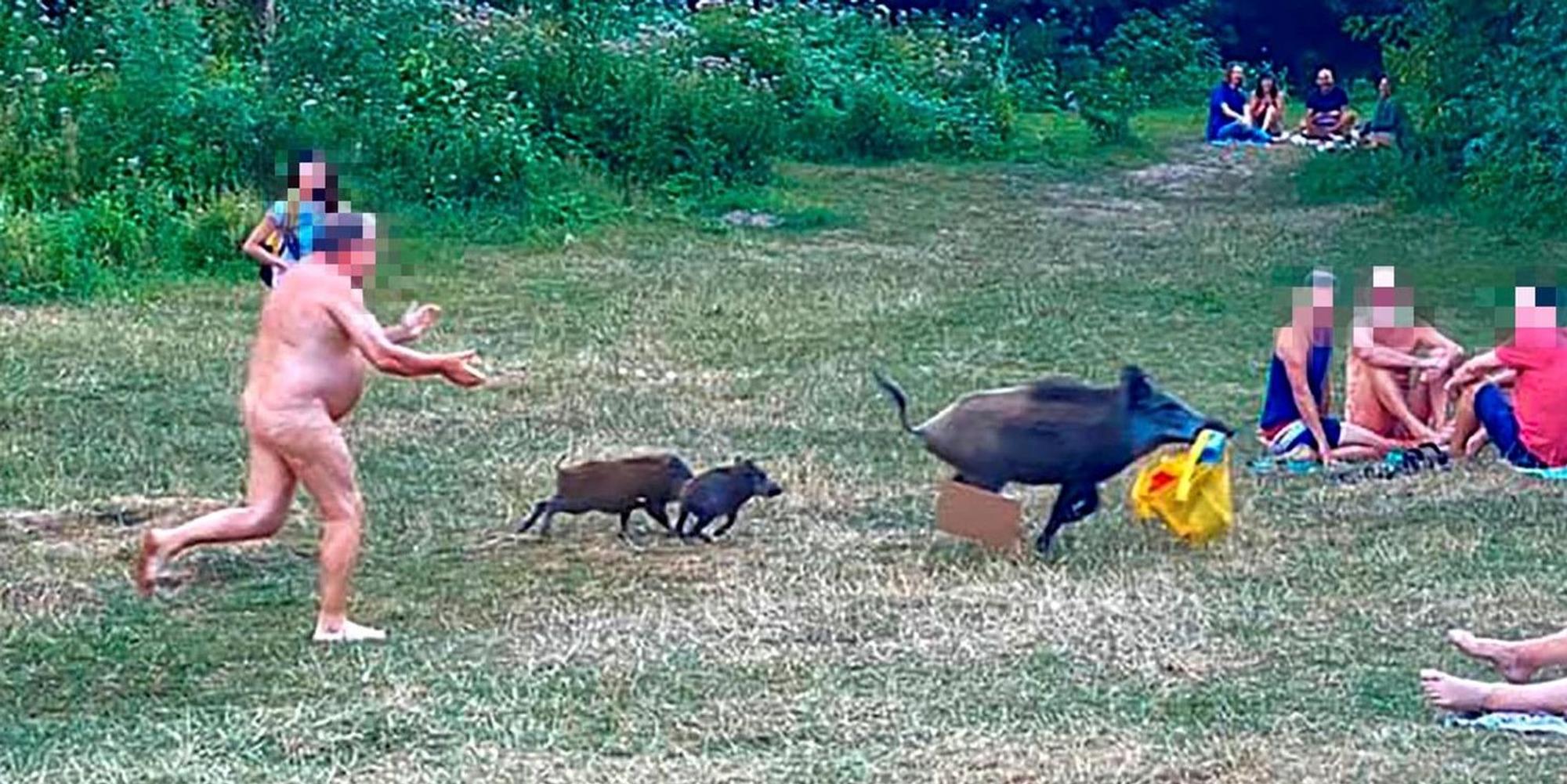 Wildschwein afp_2