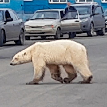 Eisbär in Norilsk