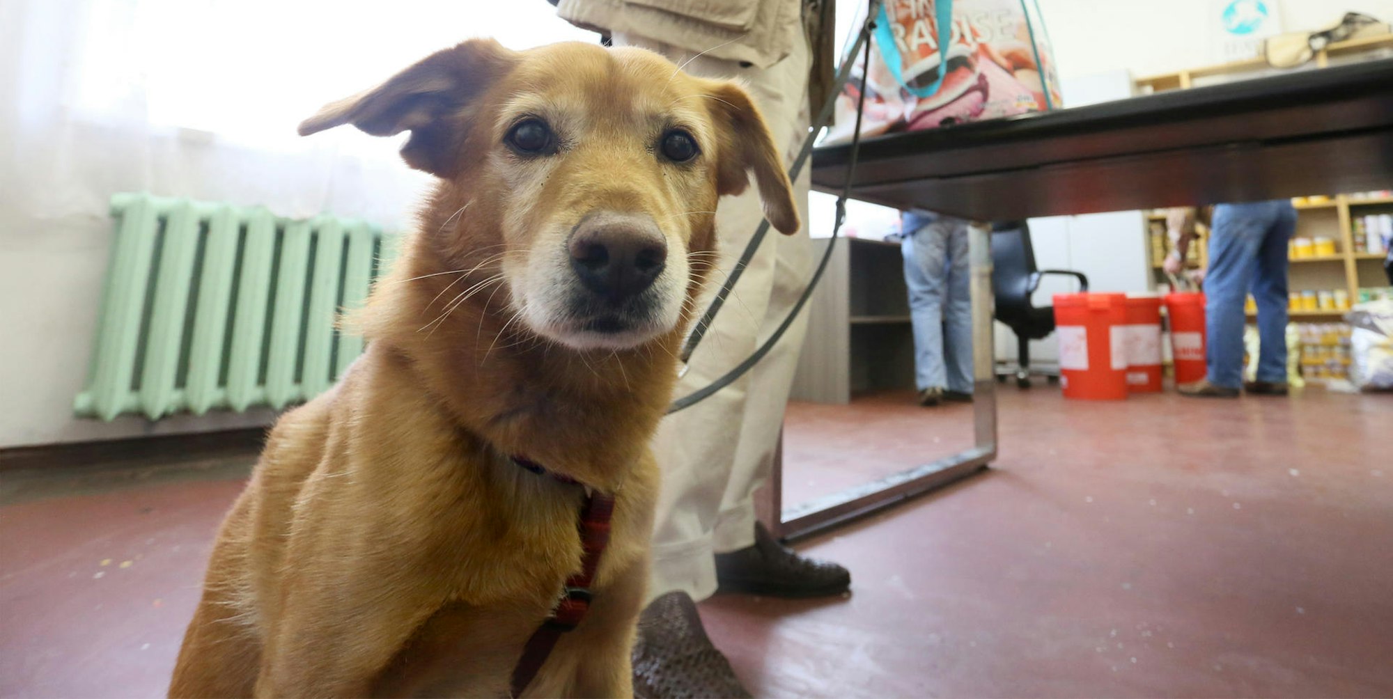 Mischlingshund Schnuffi dpa