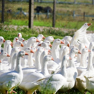 Gaense_dpa_Martinstag_63297499