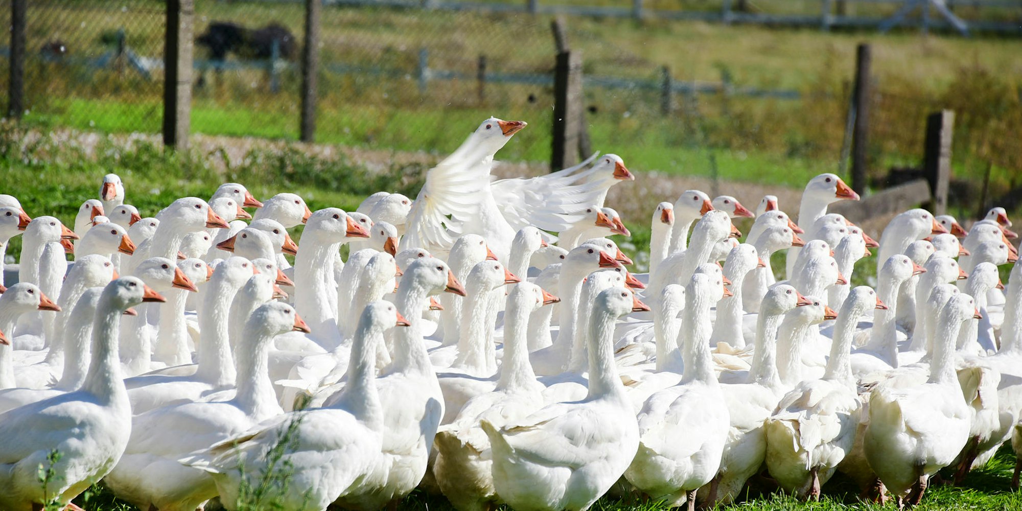 Gaense_dpa_Martinstag_63297499