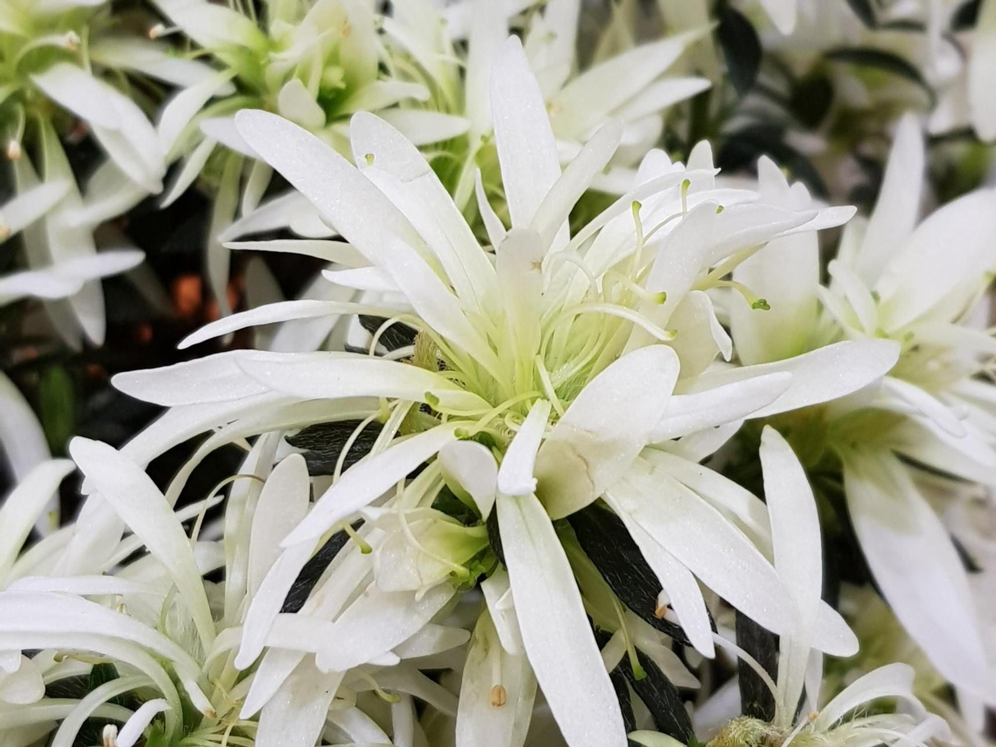 Neuheit 2 Rhodo