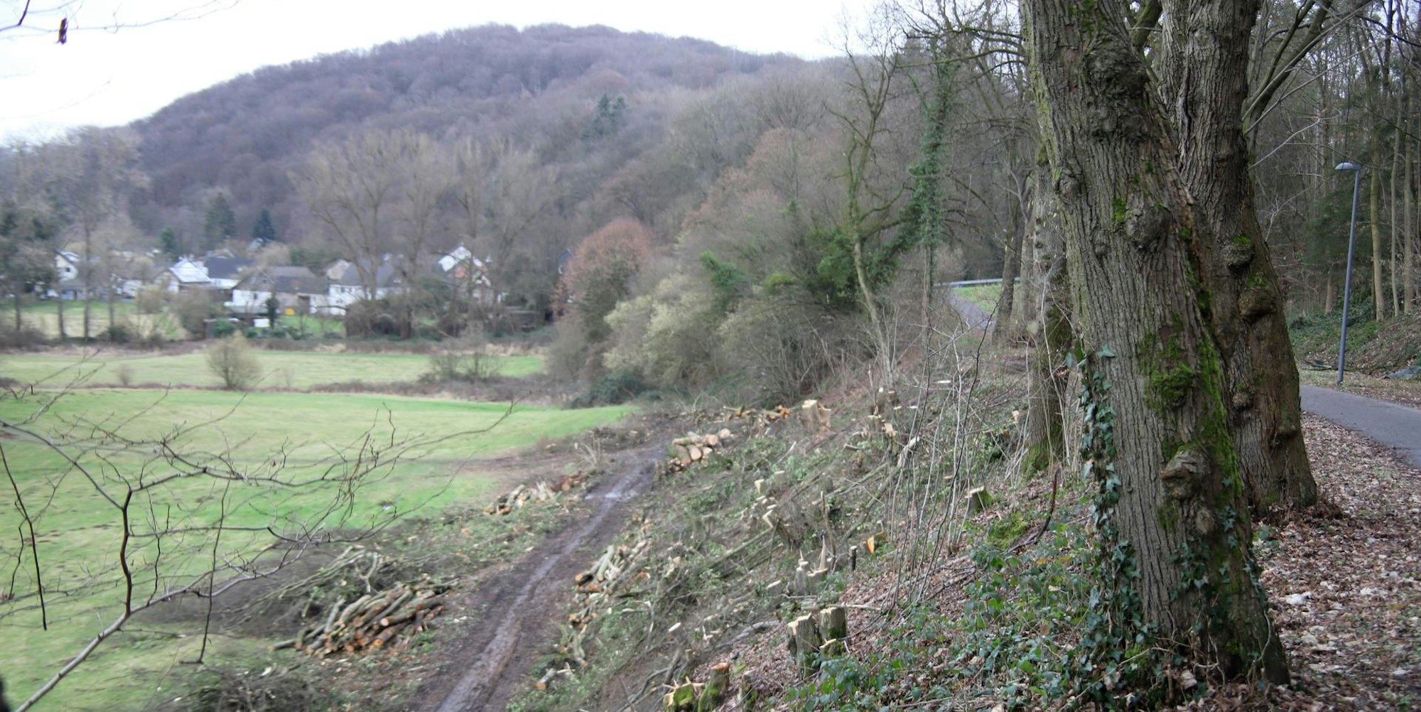 Kahlschlag in Hennef