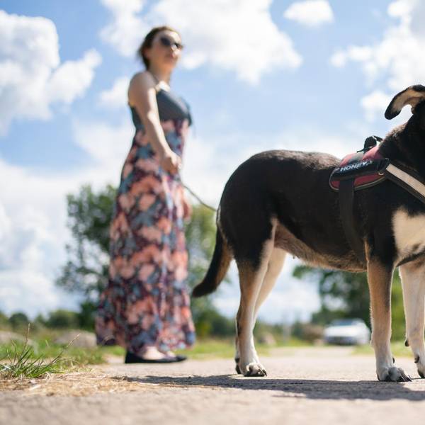 Gassi Hund
