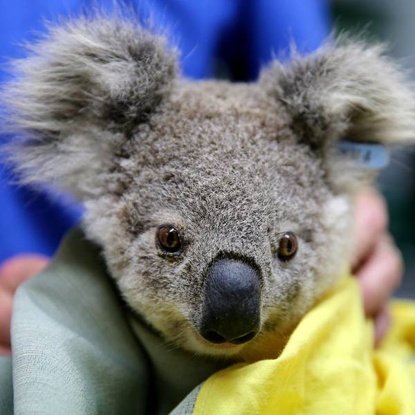 Koala 1