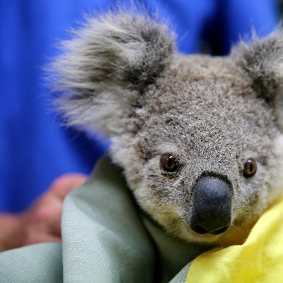 Koala 1