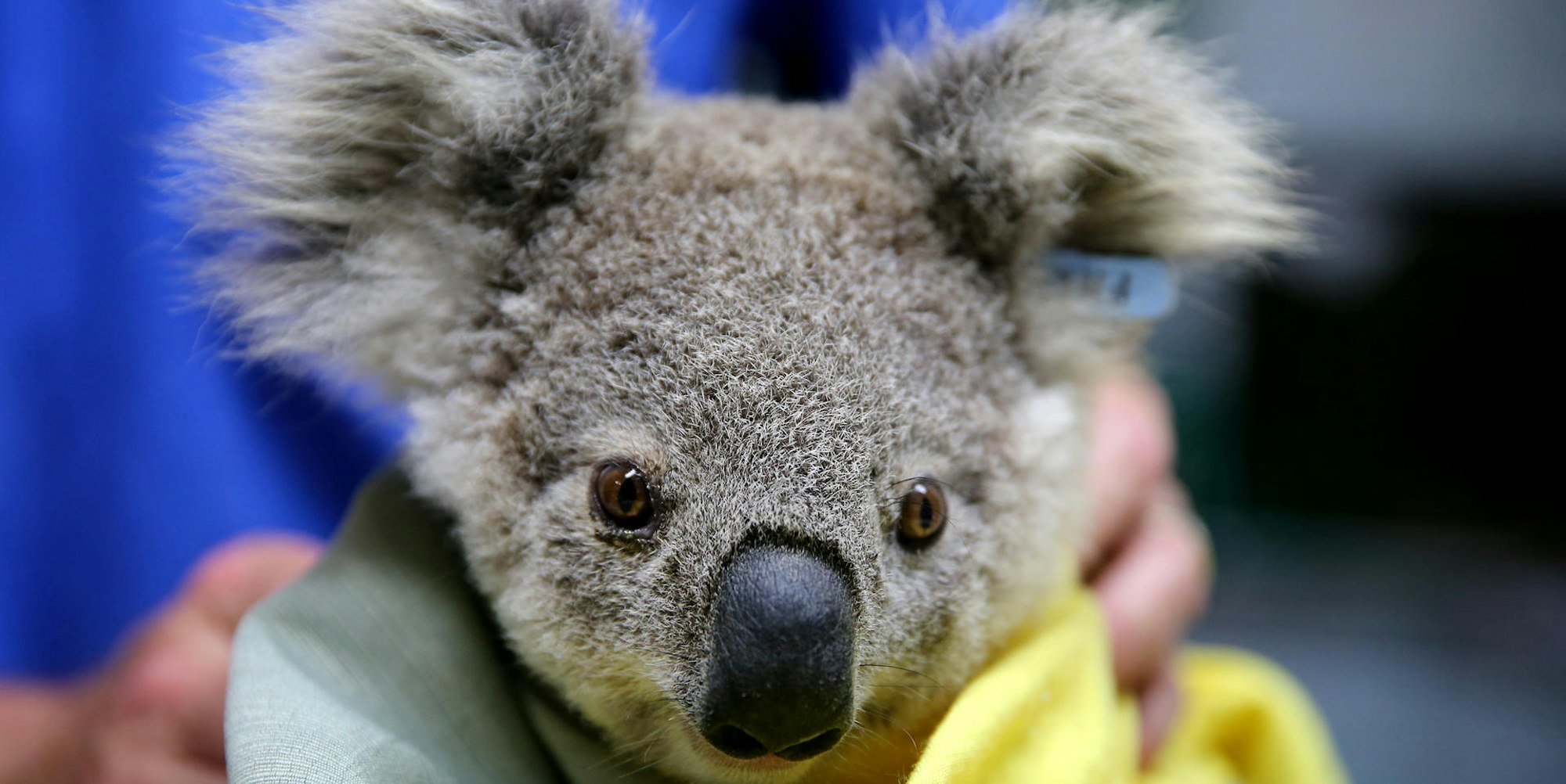 Koala 1