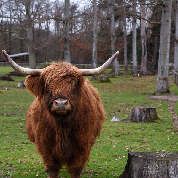Rinder Lindenthaler Tierpark
