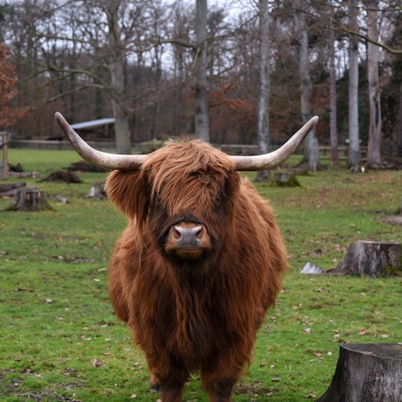 Rinder Lindenthaler Tierpark