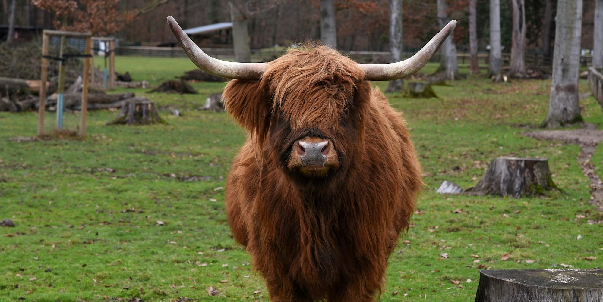Rinder Lindenthaler Tierpark