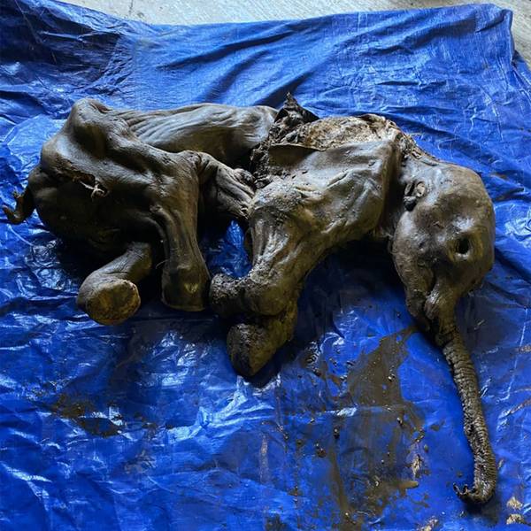 Mammut Baby 260622