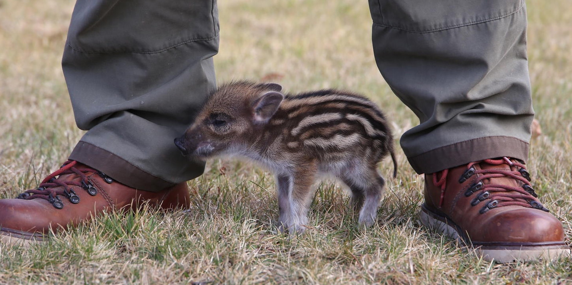 He_Wunsch_Frischling_6