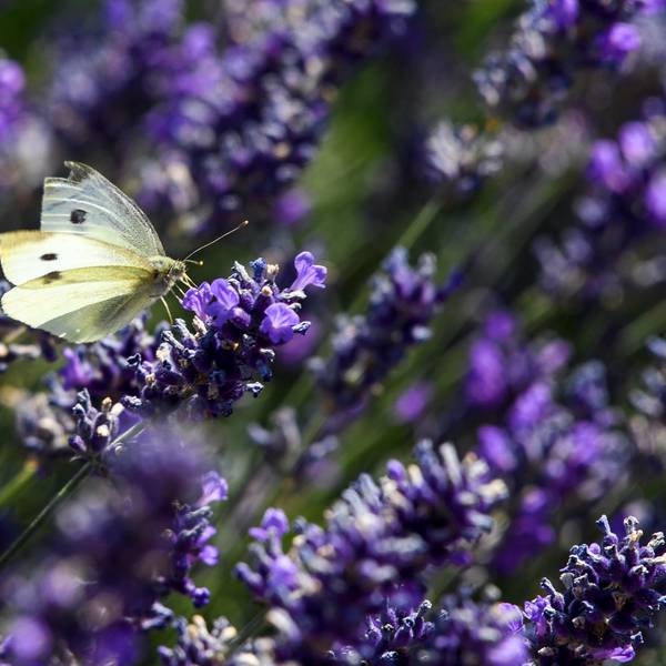 Lavendel