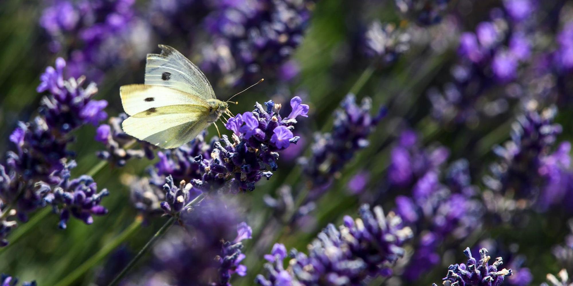 Lavendel