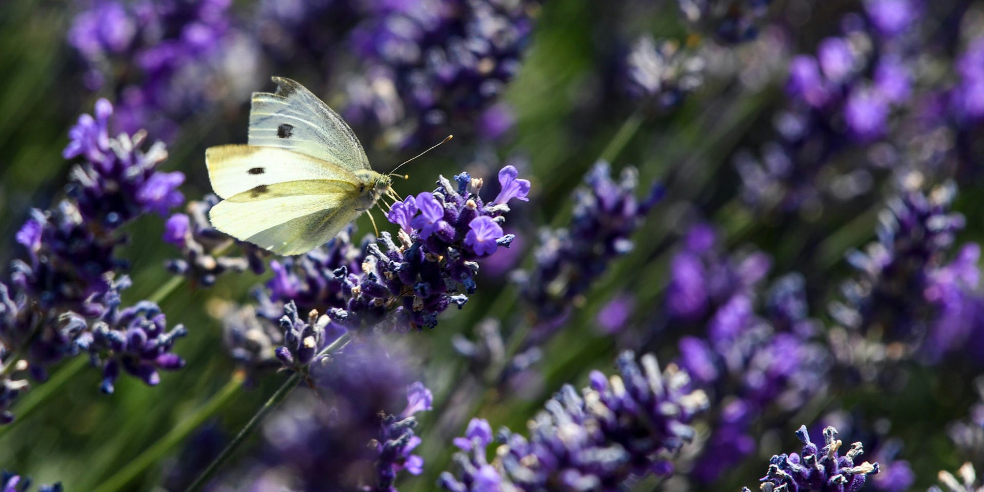 Lavendel