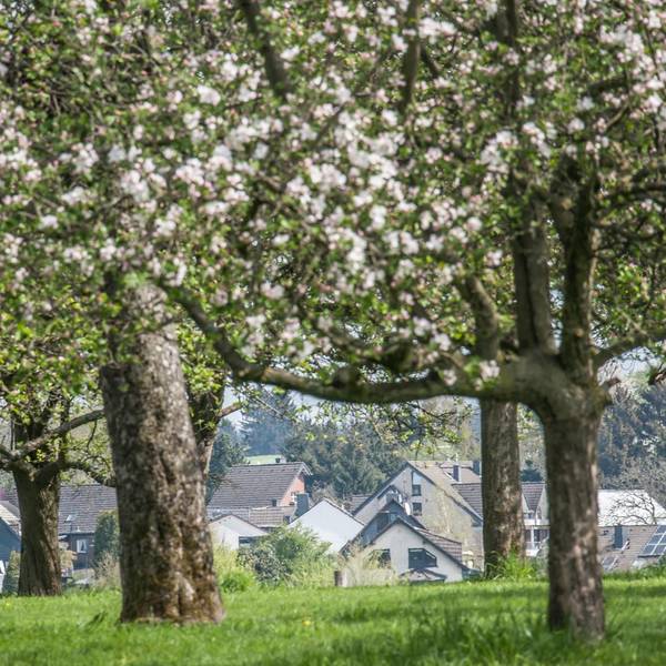 obstweg-leichlingen_rar_rle_04152022ALF_4999