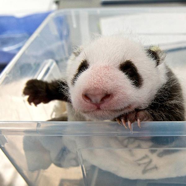 Panda-Zwillinge Berlin