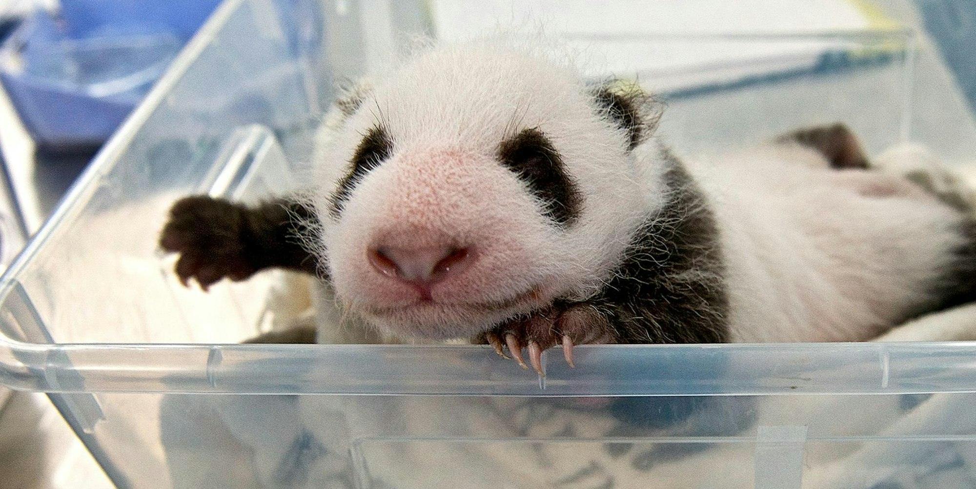 Panda-Zwillinge Berlin