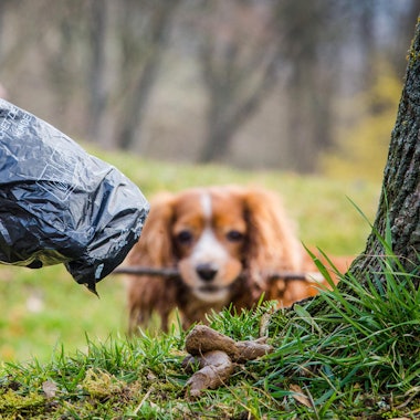 Hundekotbeutel_gegen_56706213