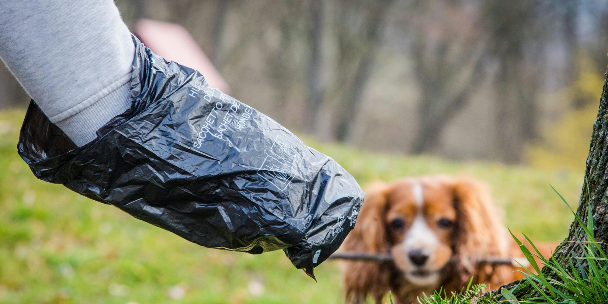 Hundekotbeutel_gegen_56706213